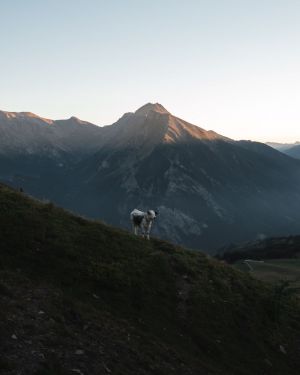 pandaTripAdventures-2020-assietta-21 pandaTripAdventures-2020-assietta-21